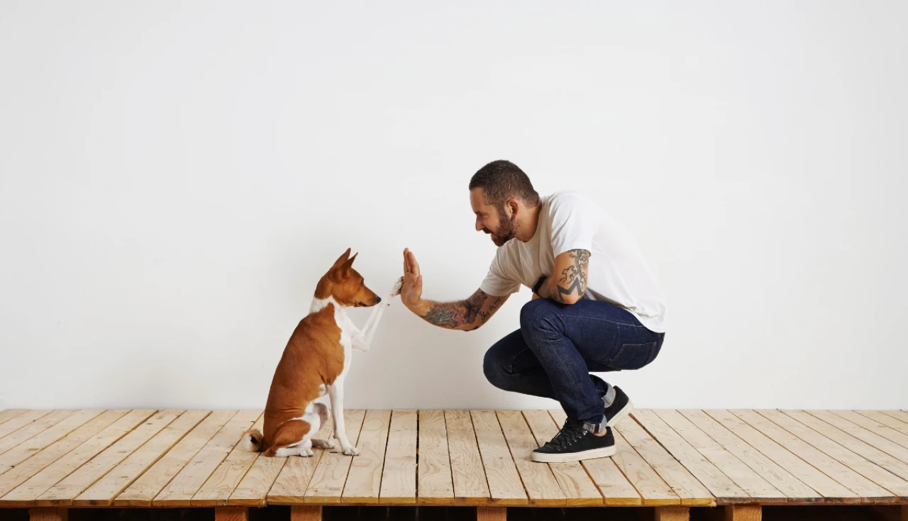 Como ensinar comandos básicos ao seu cachorro