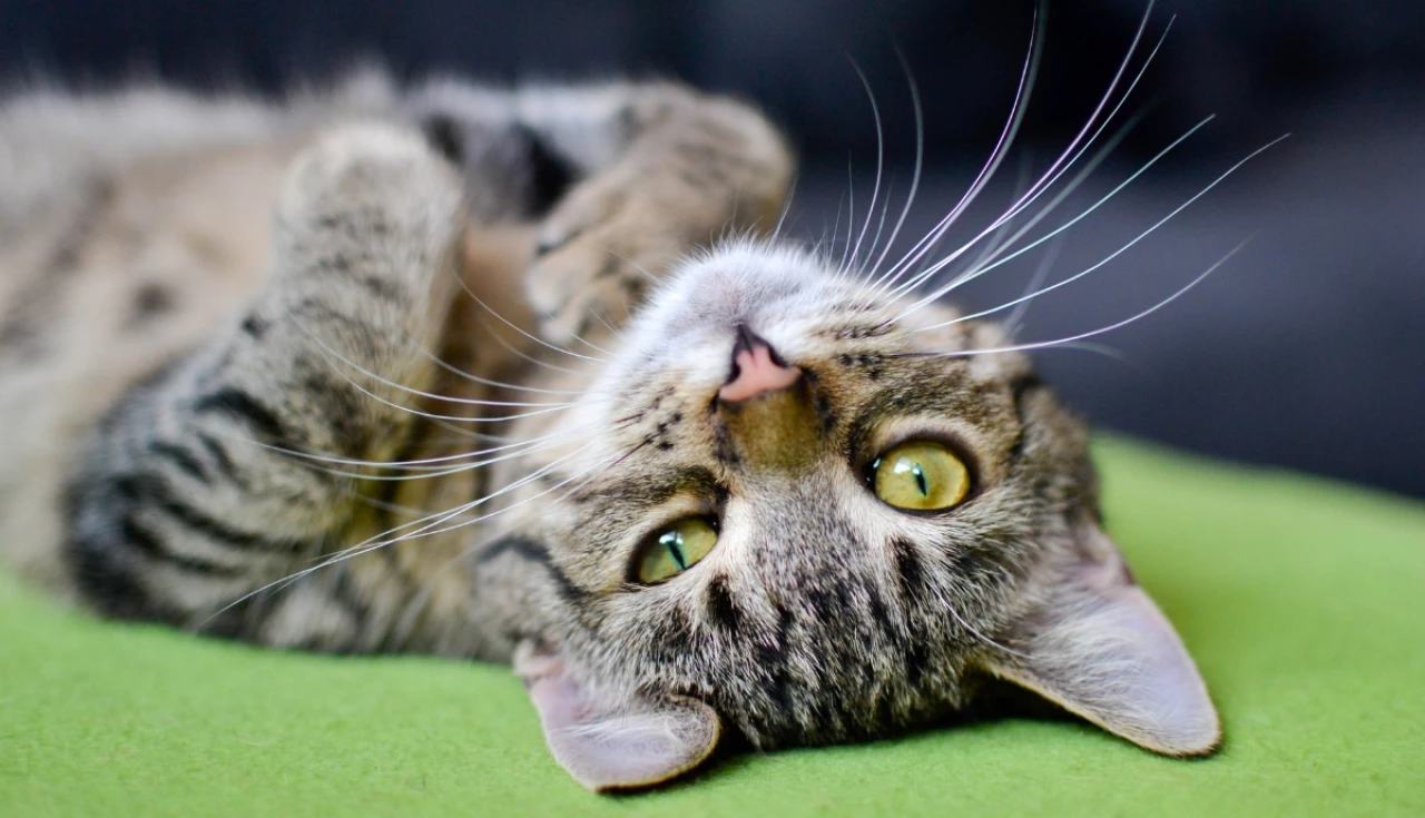 Como montar um cantinho confortável para seu gato