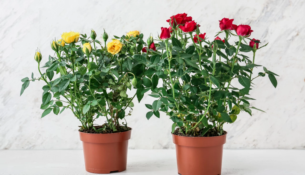 Como plantar rosas em vasos e cuidar da floração