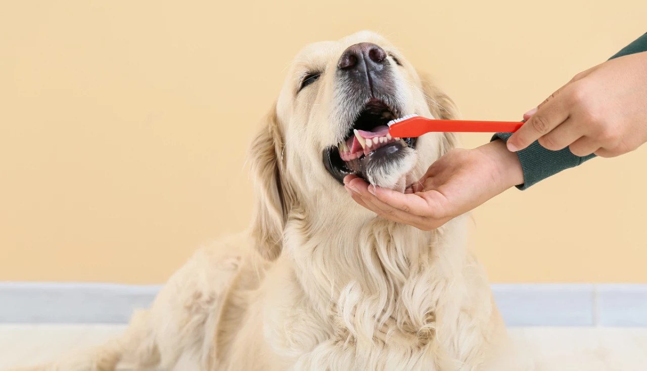 Como cuidar da saúde bucal do seu cachorro em casa