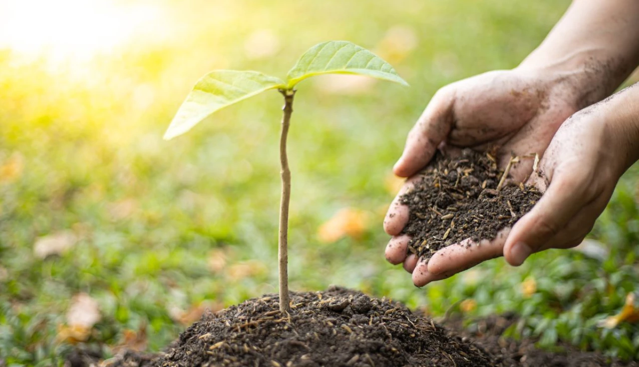 Como recuperar plantas que parecem mortas